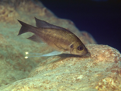 Ophthalmotilapia nasuta 'Kambwimba'